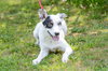 Clover-pending - Photo 4