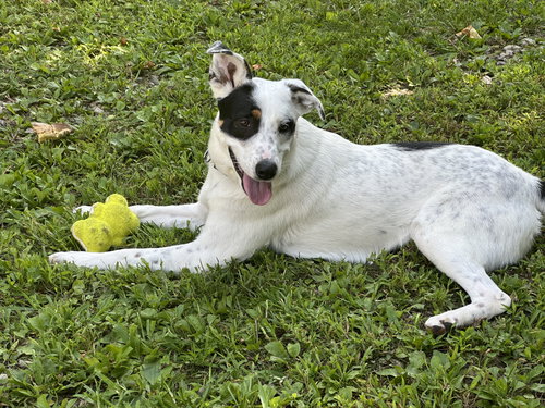 CLOVER-PENDING - Australian Cattle Dog/Blue Heeler available for adoption