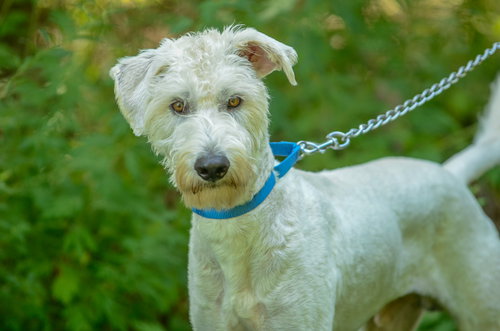 picture of the dog needing adoption