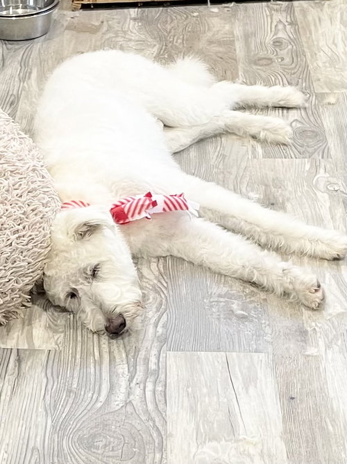 MORRIS-PENDING - Poodle (Standard) / Labrador Retriever available for adoption