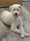 Morris-pending - Photo 3