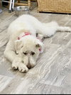 Morris-pending - Photo 4