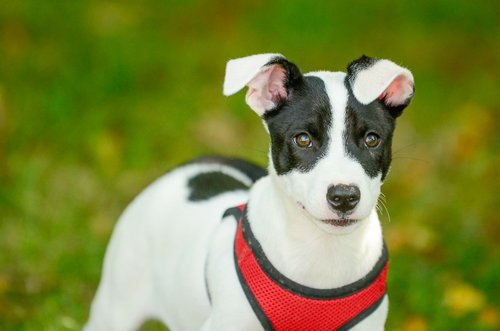 picture of the dog needing adoption