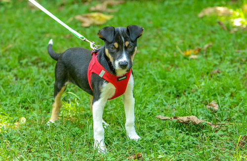 JOLLY-PENDING - Hound available for adoption