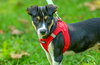 Jolly-pending - Photo 3