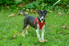 Jolly-pending - Photo 4