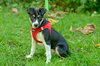 Jolly-pending - Photo 1