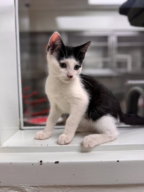 picture of the cat needing adoption