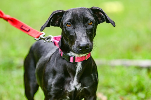 LEXI - Labrador Retriever available for adoption