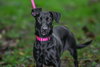 Lily - Photo 1