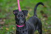 Lily - Photo 3
