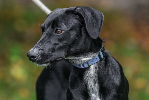 BAILEY - Labrador Retriever available for adoption