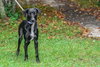 Bailey - Photo 4