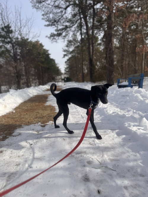 BAILEY-PENDING - Labrador Retriever available for adoption