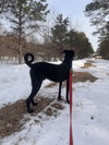 Bailey-pending - Photo 3