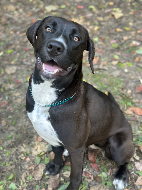 picture of the dog needing adoption