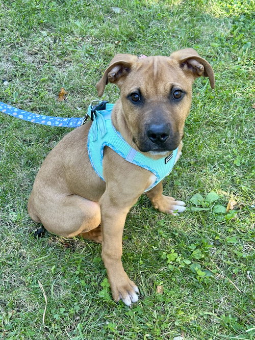 picture of the dog needing adoption