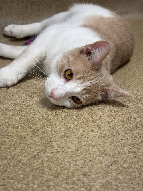 ASPEN - Domestic Short Hair available for adoption