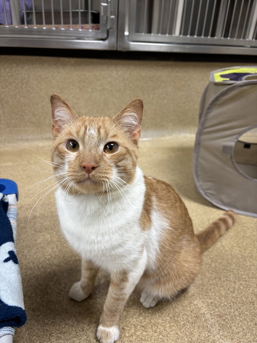 picture of the cat needing adoption