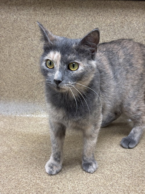 ASTER-PENDING - Domestic Short Hair available for adoption