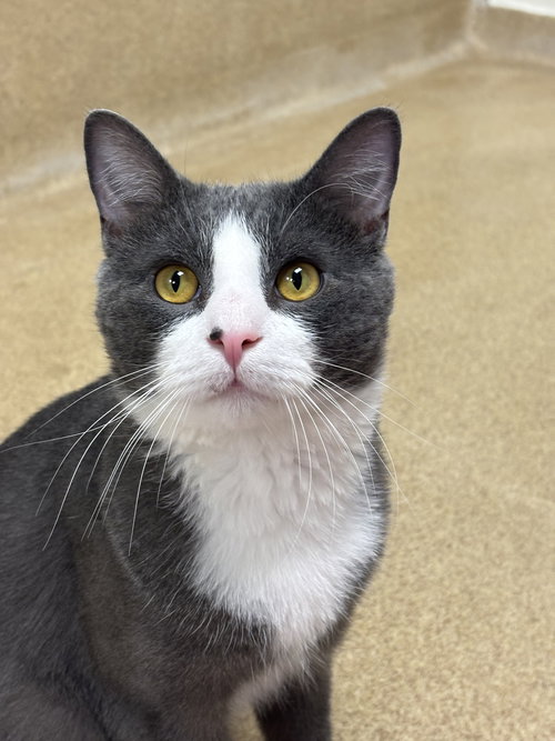 SAMRA-PENDING - Domestic Short Hair available for adoption