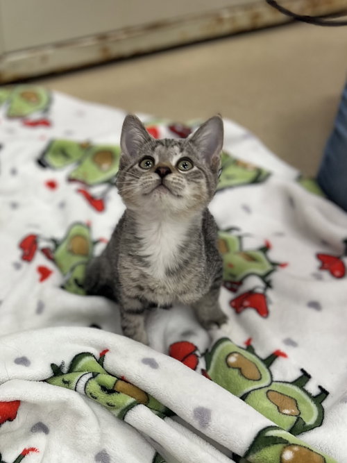 picture of the cat needing adoption