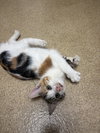 Ginger-pending - Photo 1