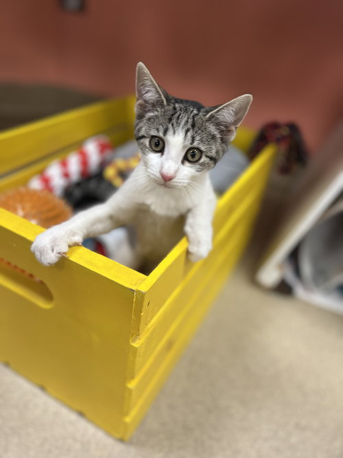 picture of the cat needing adoption