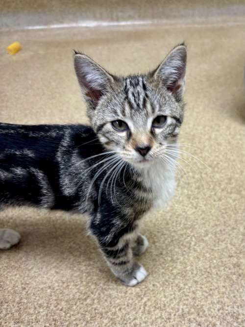 MOCHA - Domestic Short Hair available for adoption