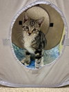 Mocha - Photo 1