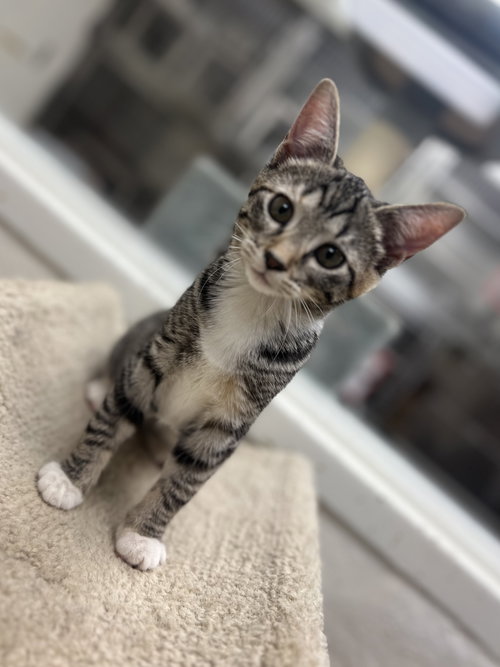 POPPY - Domestic Short Hair available for adoption