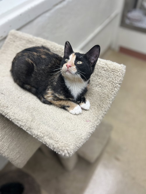 picture of the cat needing adoption