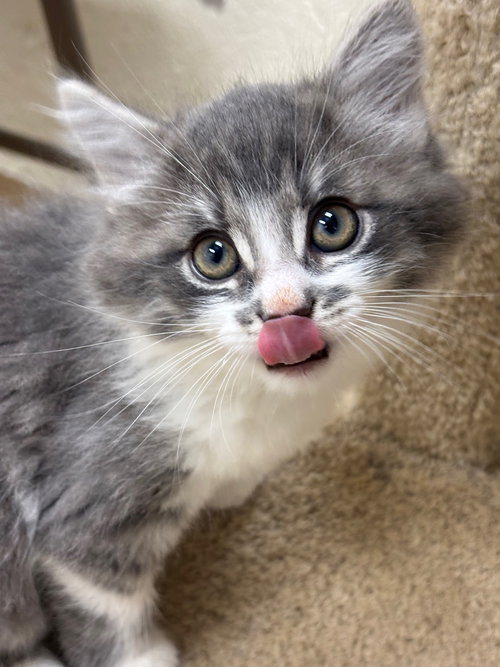 picture of the cat needing adoption