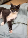 Willow - Photo 2