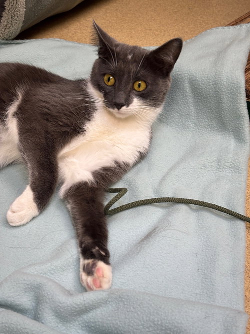 WILLOW - Domestic Short Hair available for adoption