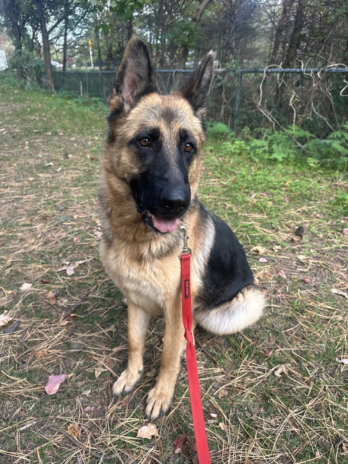 picture of the dog needing adoption