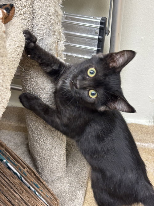 SALEM-PENDING - Domestic Short Hair available for adoption