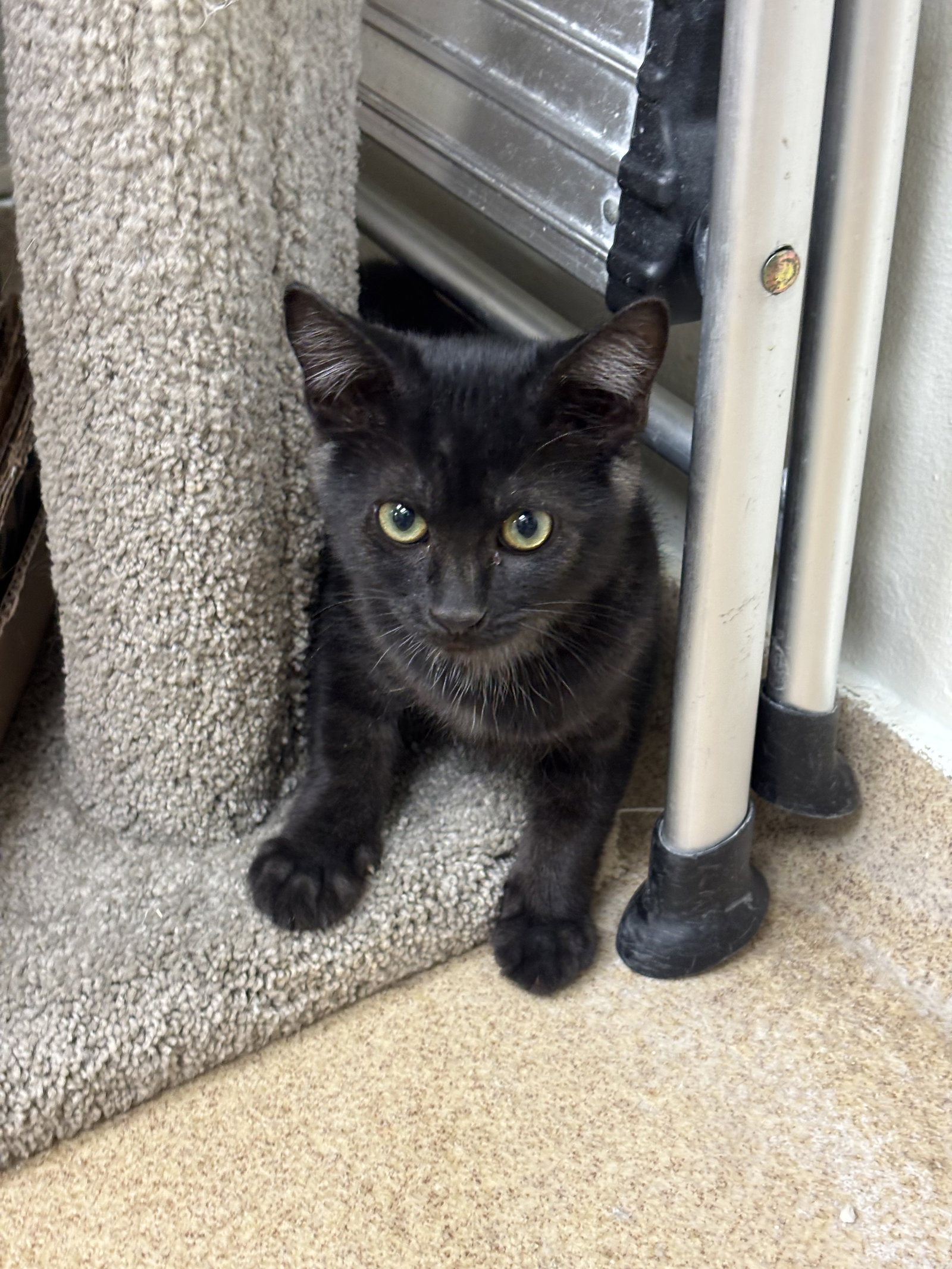 Salem-pending Image