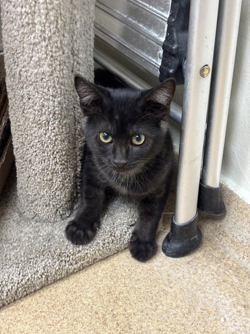 SALEM-PENDING - Domestic Short Hair available for adoption