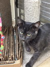 Salem-pending - Photo 3