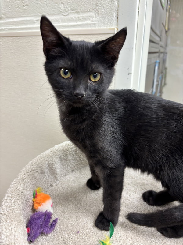 Merlin