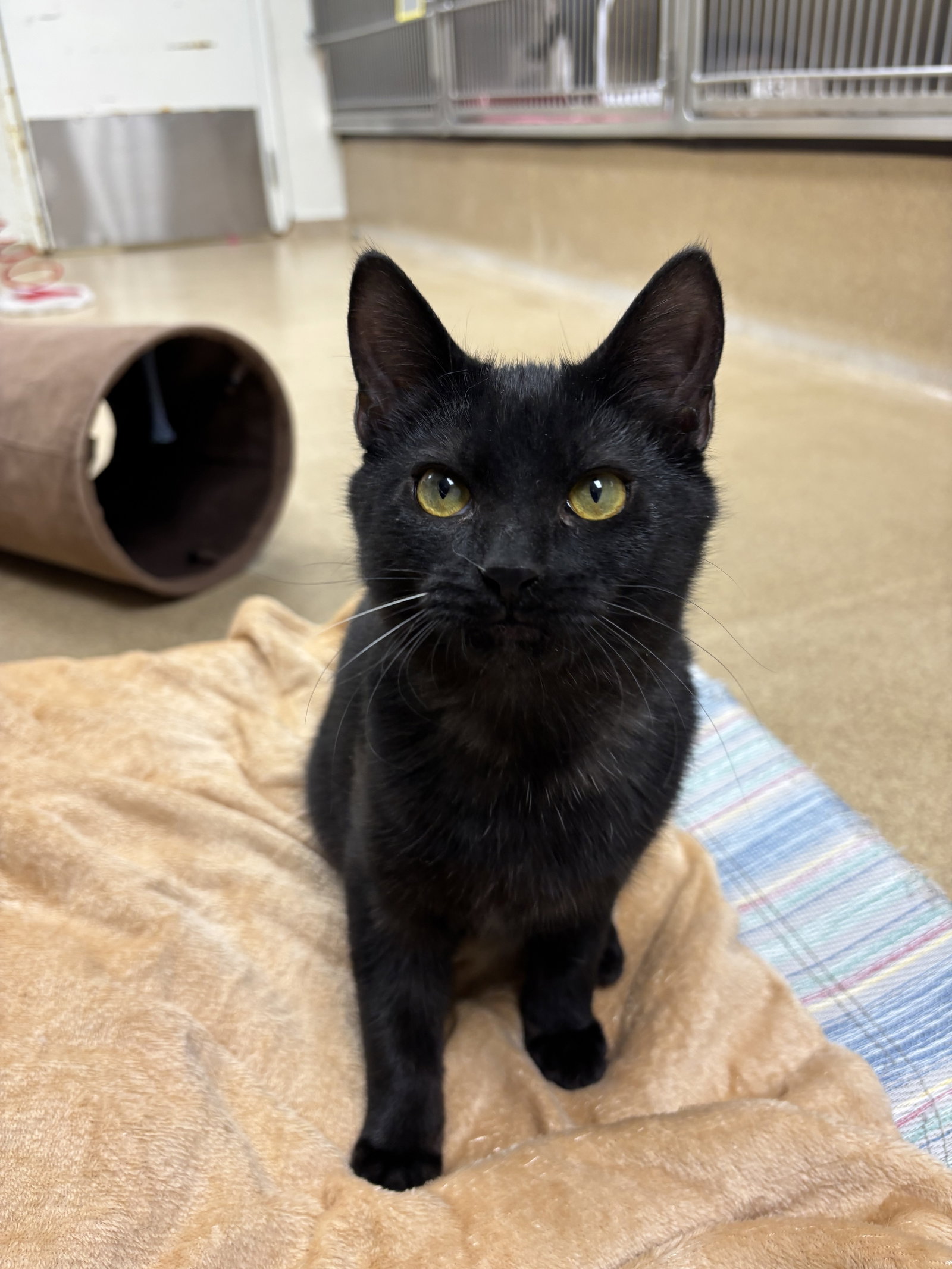 Merlin-pending Image