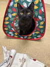 Merlin-pending - Photo 2
