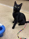 Merlin-pending - Photo 3