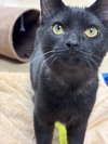 Merlin-pending - Photo 4