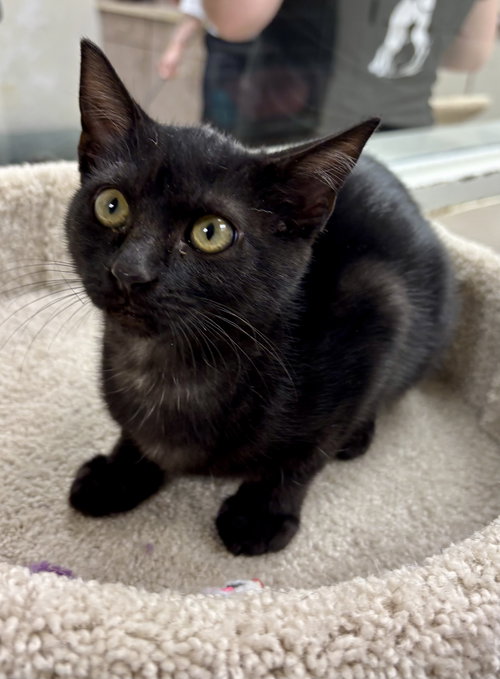 picture of the cat needing adoption