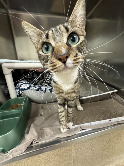 TINA - Domestic Short Hair available for adoption