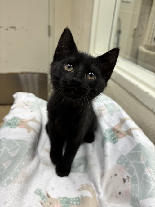 TIMMY-PENDING - Domestic Short Hair available for adoption
