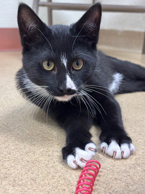 TAMMY - Domestic Short Hair available for adoption