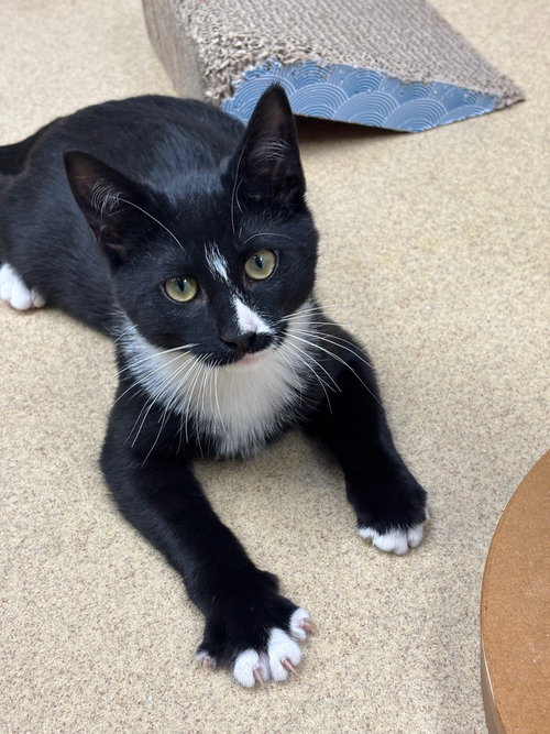 TAMMY - Domestic Short Hair available for adoption